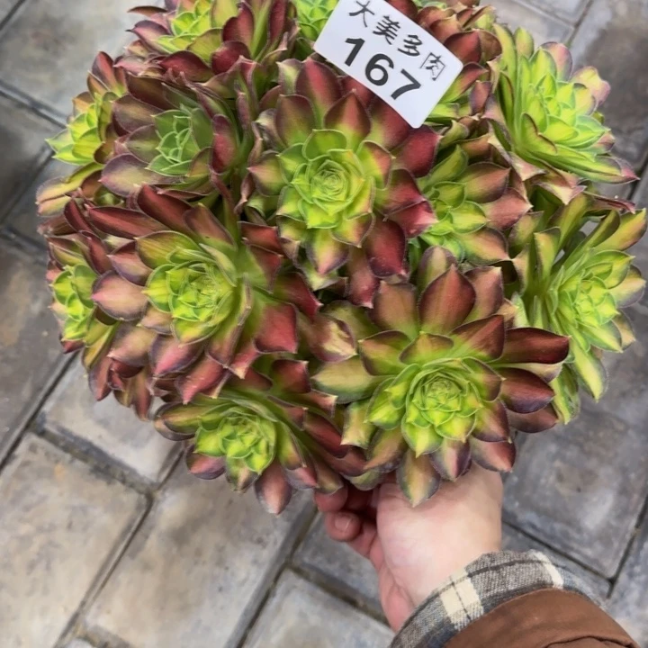 静**深韶华丛林167肉肉