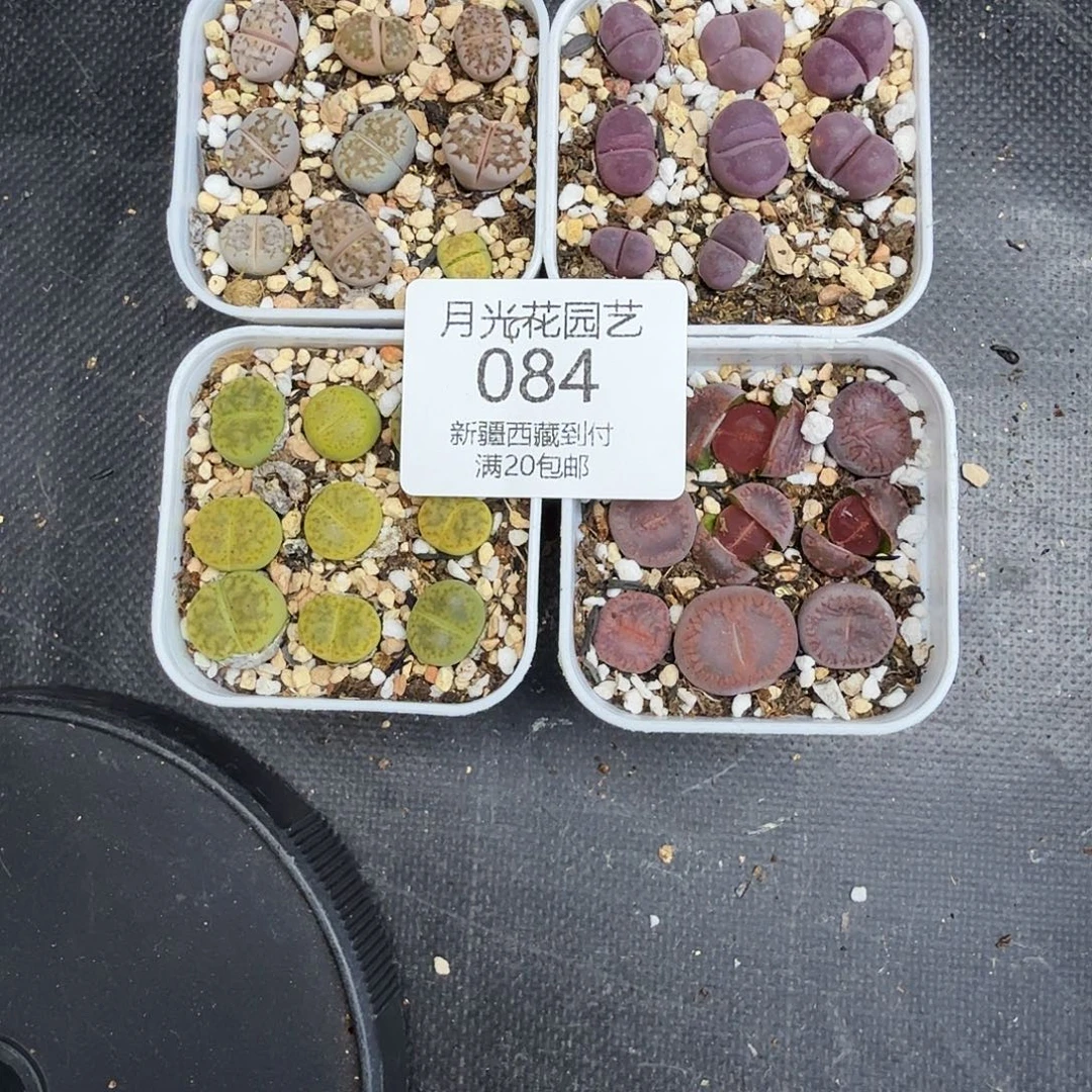 不用我送过去咯的084我