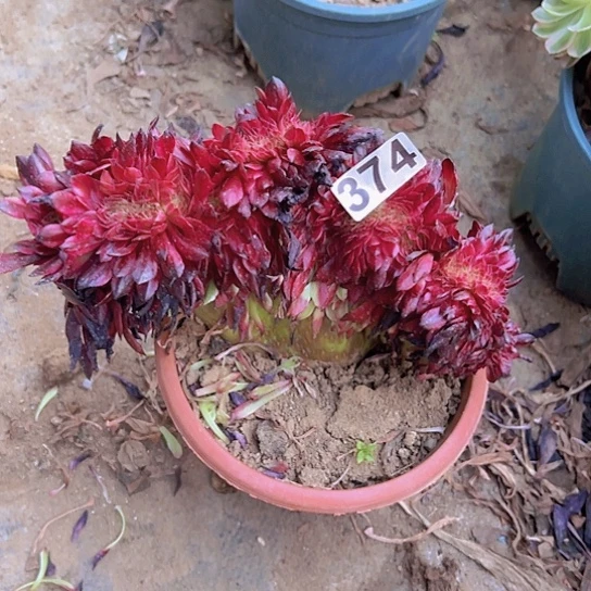 用***9一颗多肉法师植物