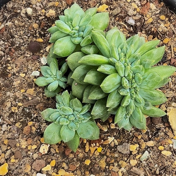 1颗美人系列多肉植物