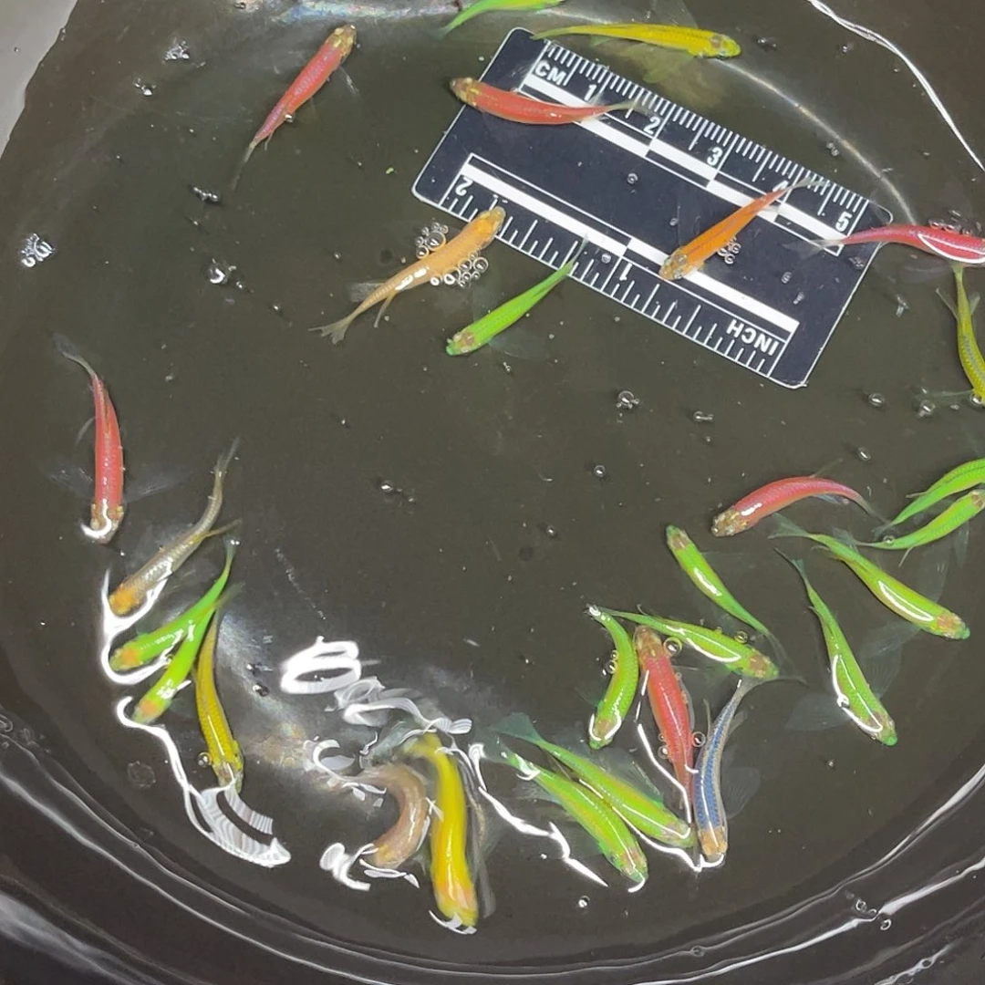 清道夫鱼9号哈哈哈哈哈哈