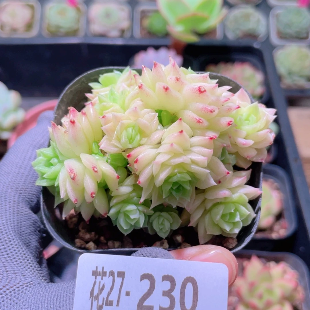 花利美27-230幻影群