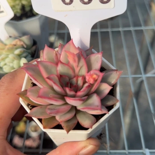 29月光女神锦一物一拍多肉