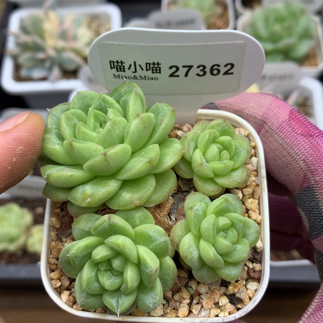 多肉植物白玉珍妮
