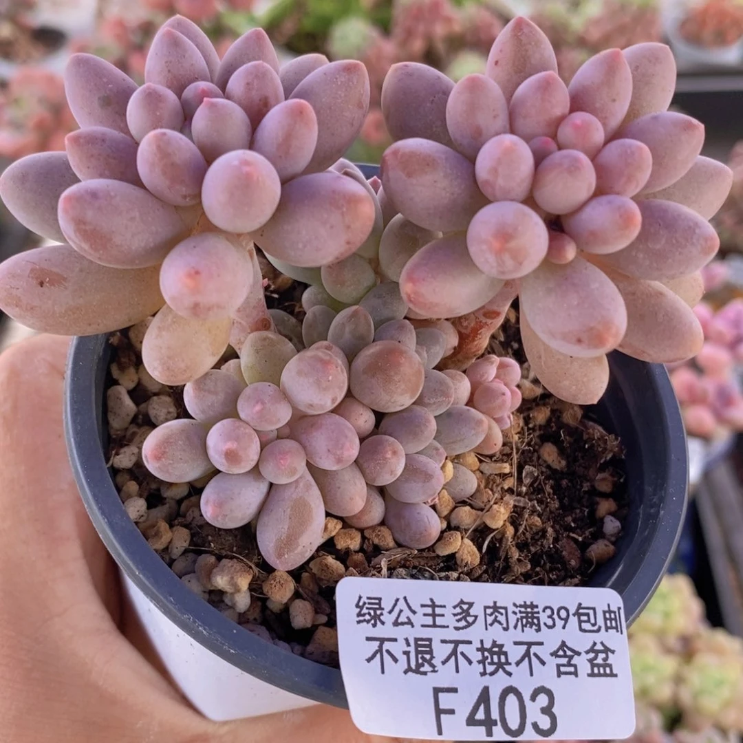 手指奶青6cm403多肉植物