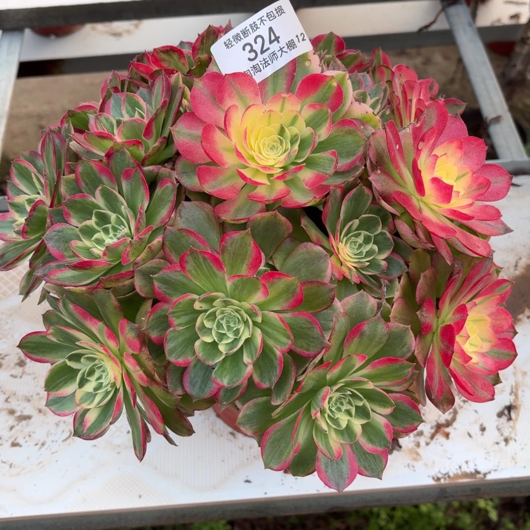 324海王多肉植物法师