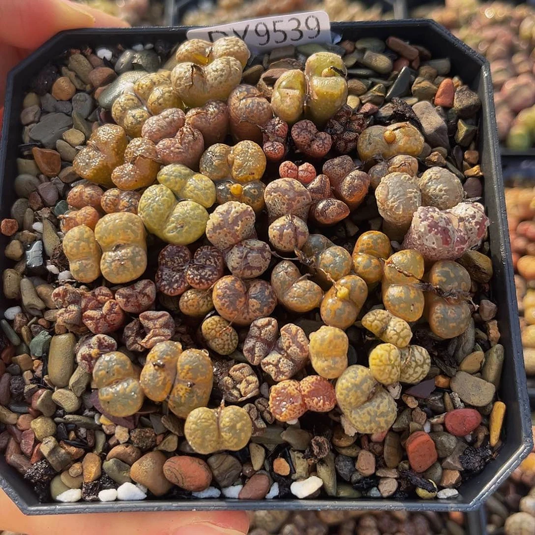 18包邮一物一拍勋章9539