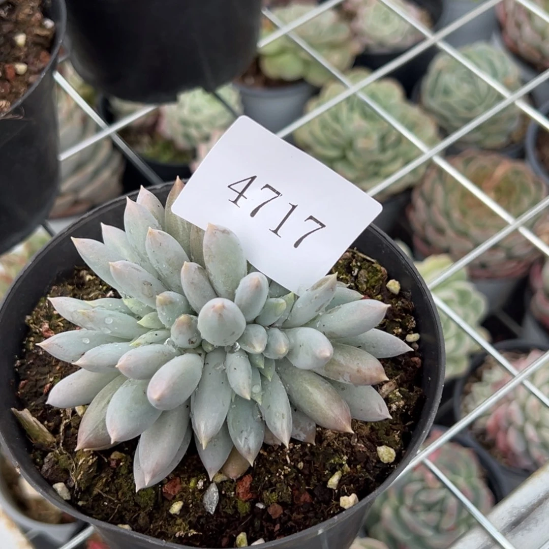 W***e4717多肉多多多多