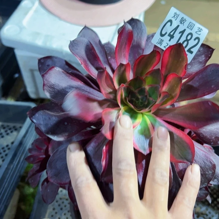 蓦**首4182多肉植物法师法师法师