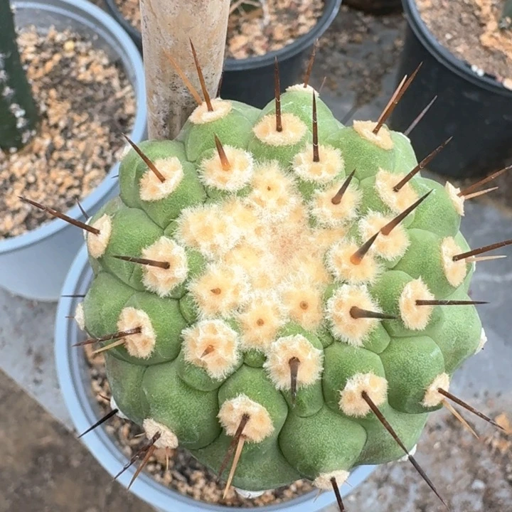 会***干仙人球仙人球仙人球