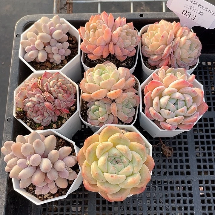 薇薇安园艺多肉033