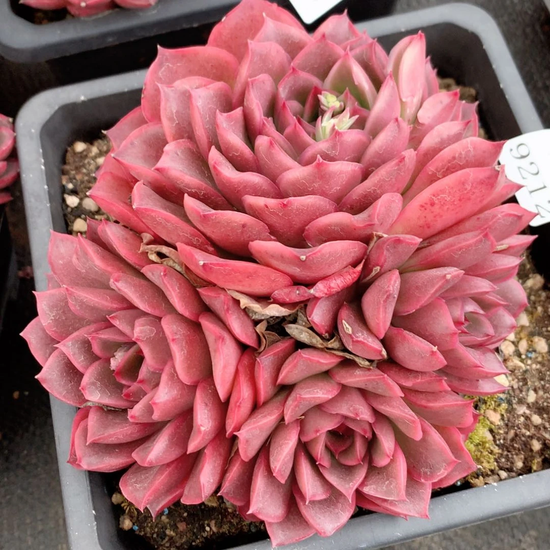 9212新年快乐发发发