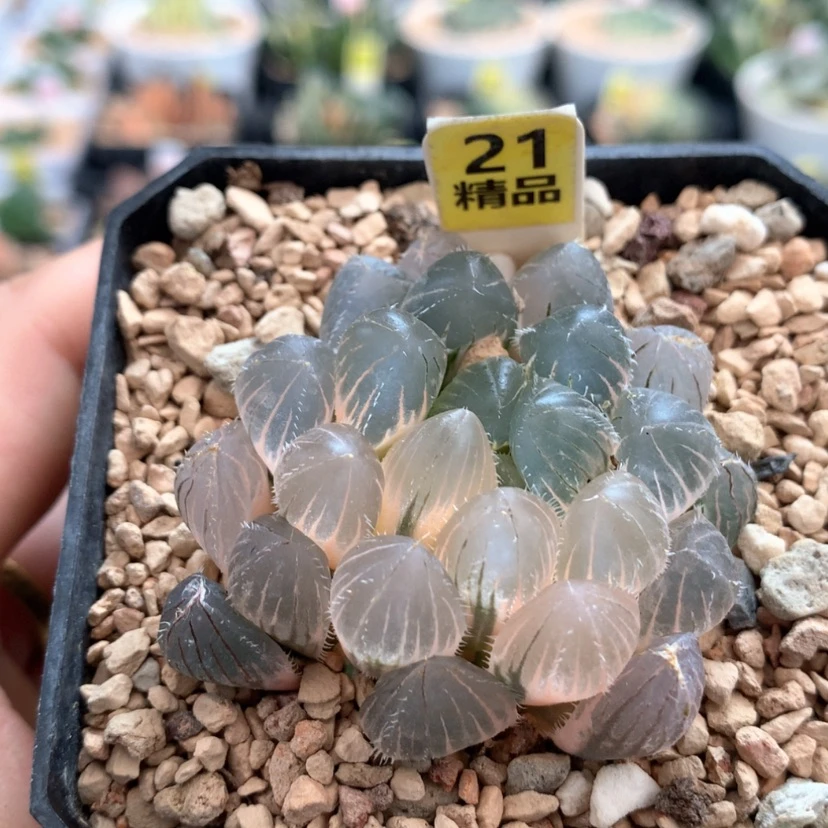 【闪购商品】21实生玉露