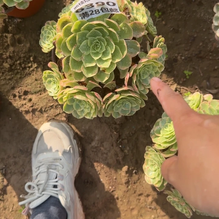 6390二号棚奶白多肉饿B