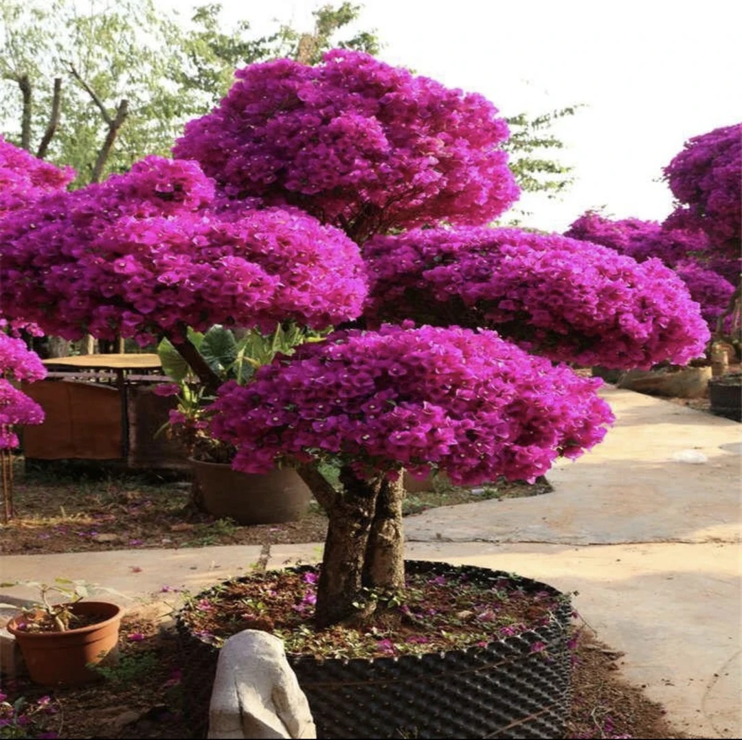 三角梅安格斯梦幻紫