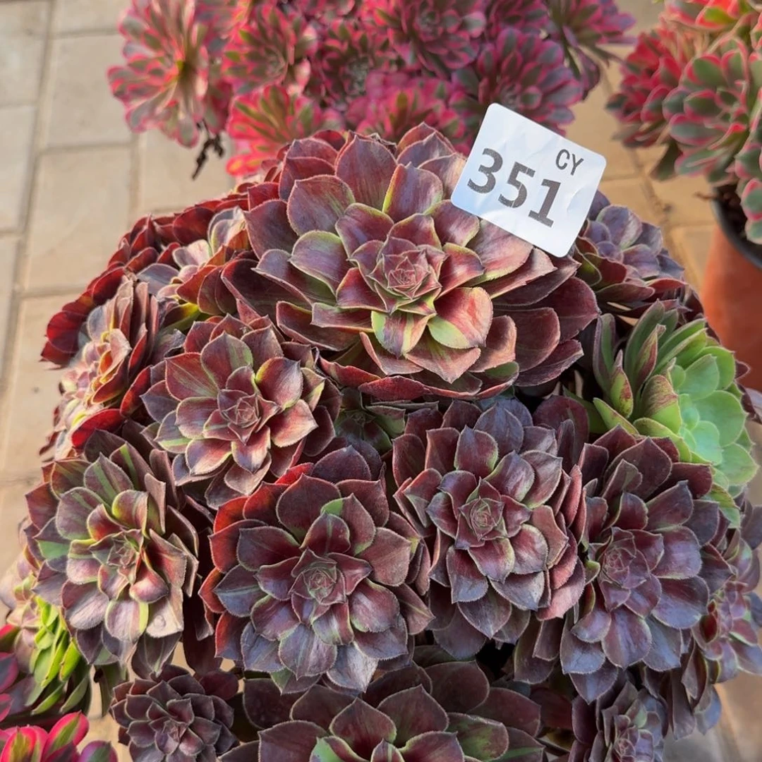 近***赤多肉植物351花月夜