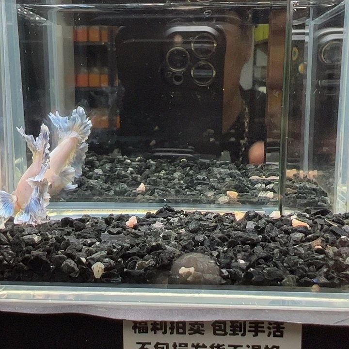 斗鱼跑单拉黑21日87