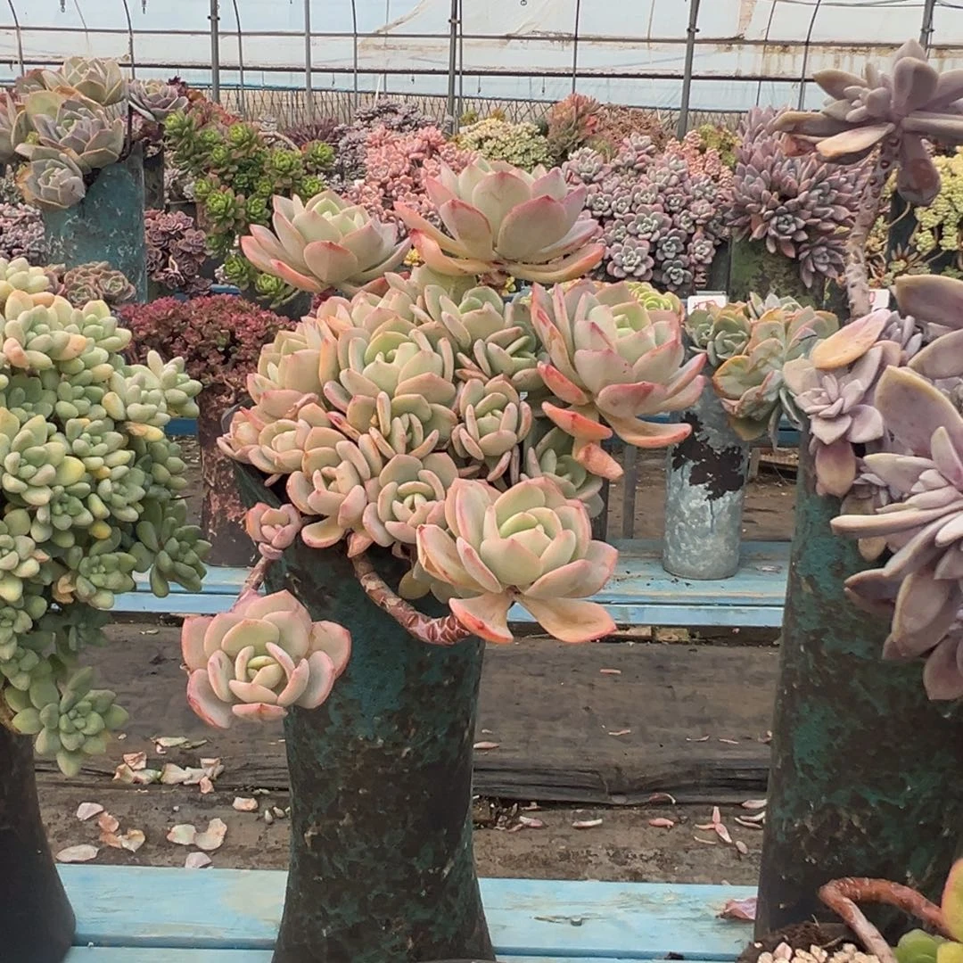 精品白月光妖桩 裸肉