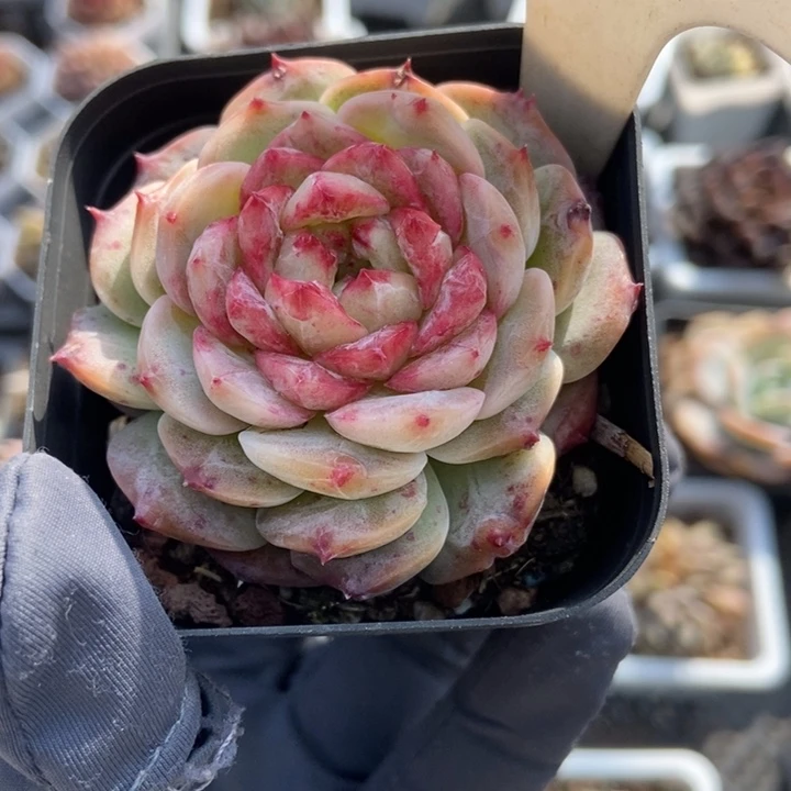 1062红孔雀多肉植物保护