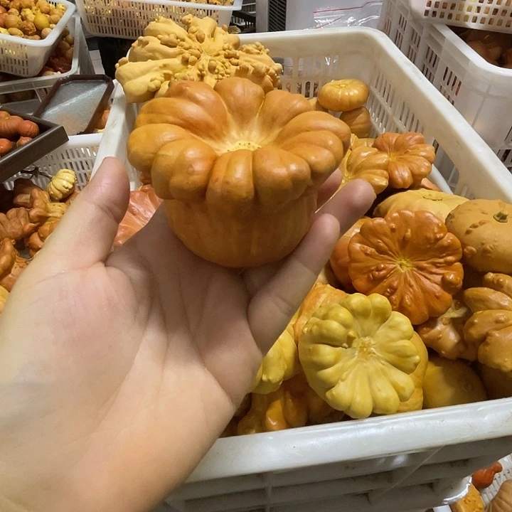 摩***菲特价瑕疵葫芦不退不换