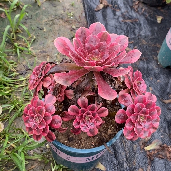 美杜莎多肉植物047