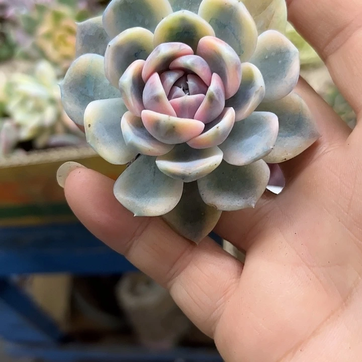 1955汉堡锦炸多肉植物
