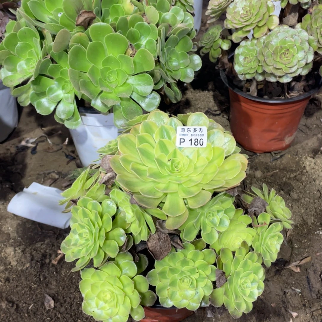 180雨荷多肉法师断枝不包