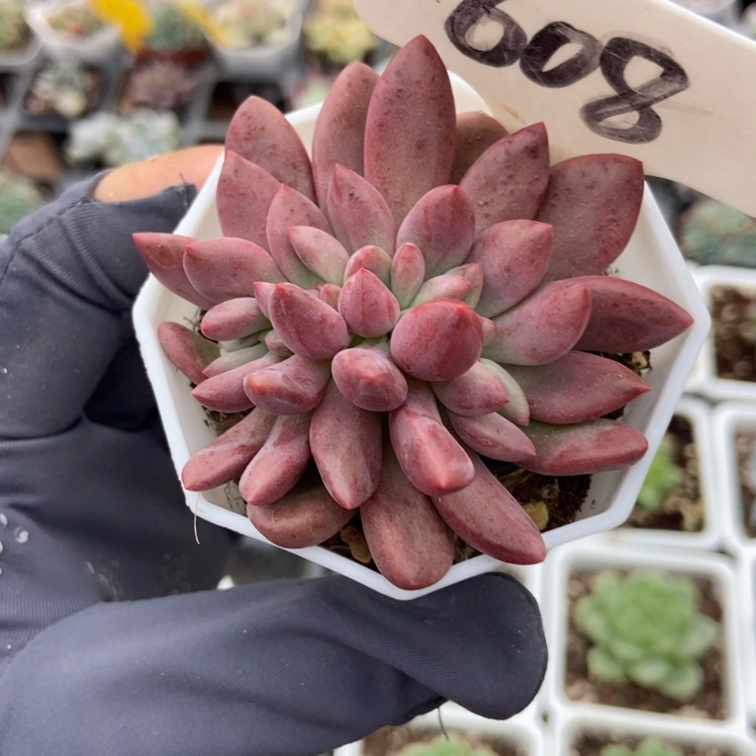 608桃花源缀多肉植物保护