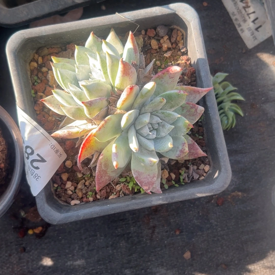 思铂柔丽杂～一物一拍1989