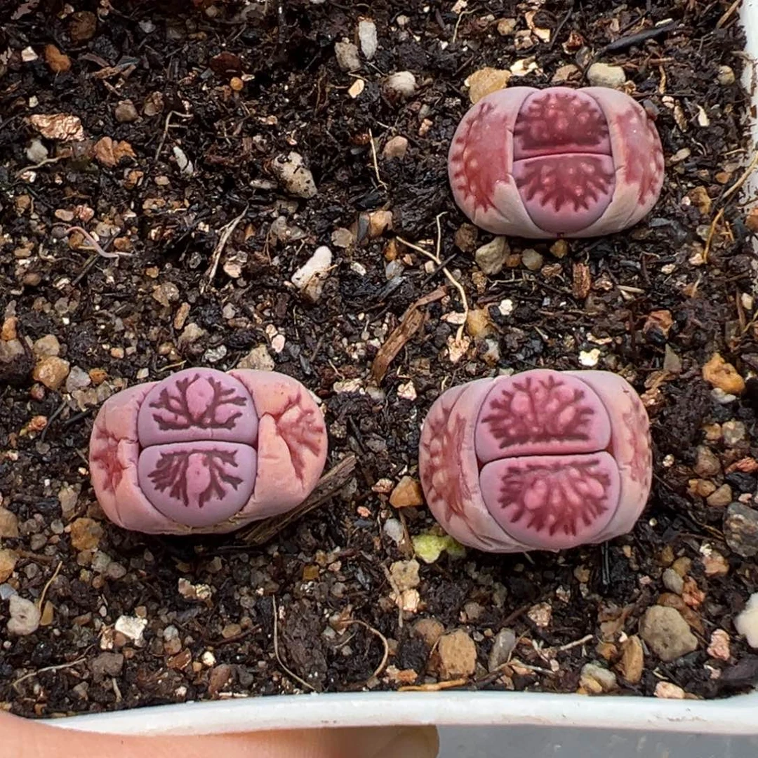 3.3好看的多肉脱土发货277