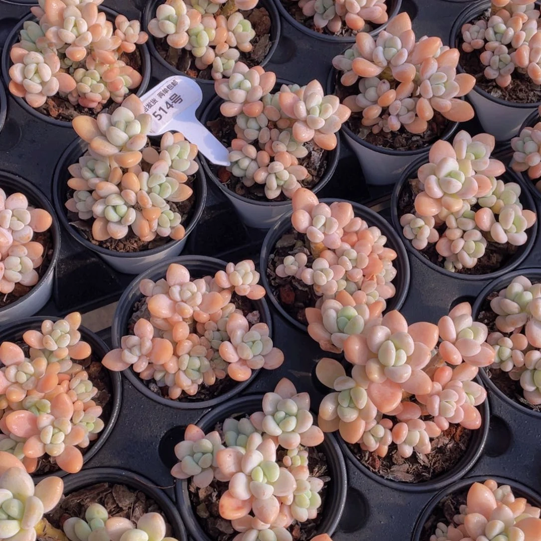 514号七彩洛神大群生老桩两个