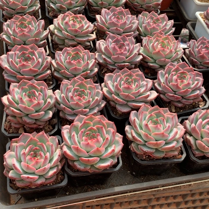 红鸾多肉植物9.99两单包邮