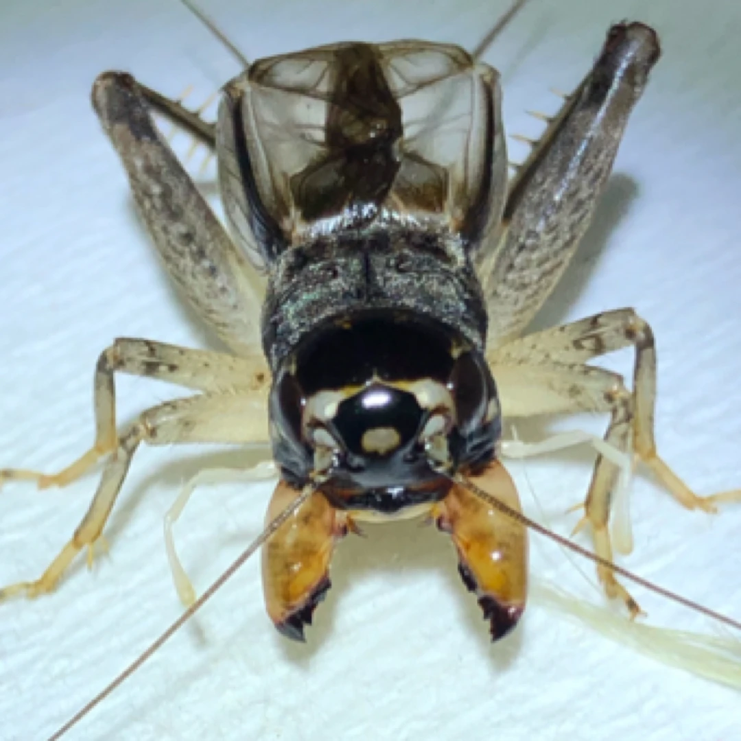 大地仿秋野放蟋蟀活体蛐蛐斗性强白虫