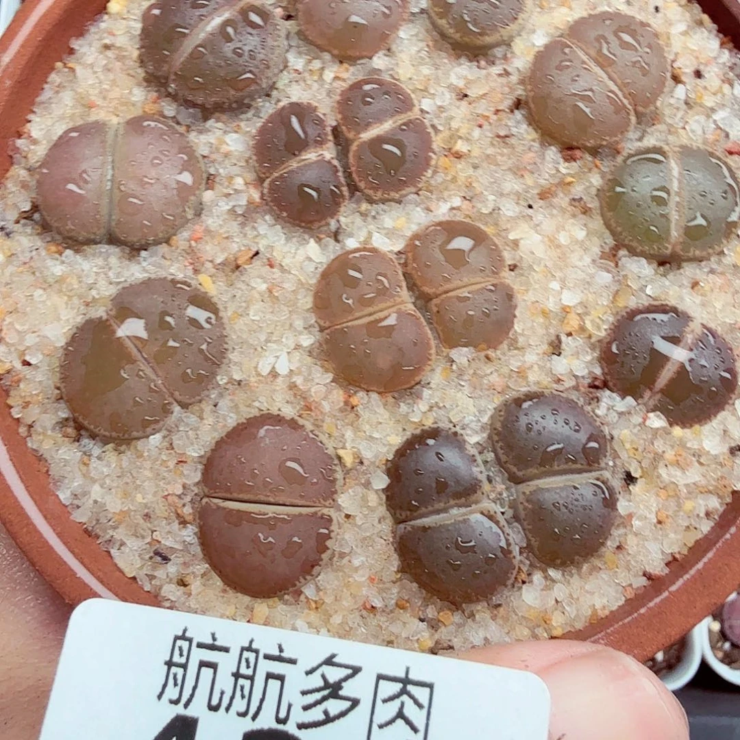 这个我是很看好你们家439