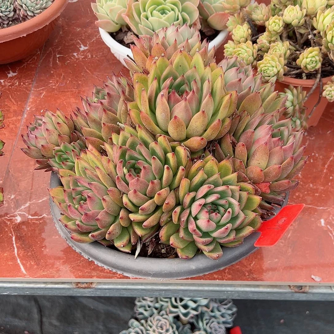 雨**晴1319魔根多肉植物