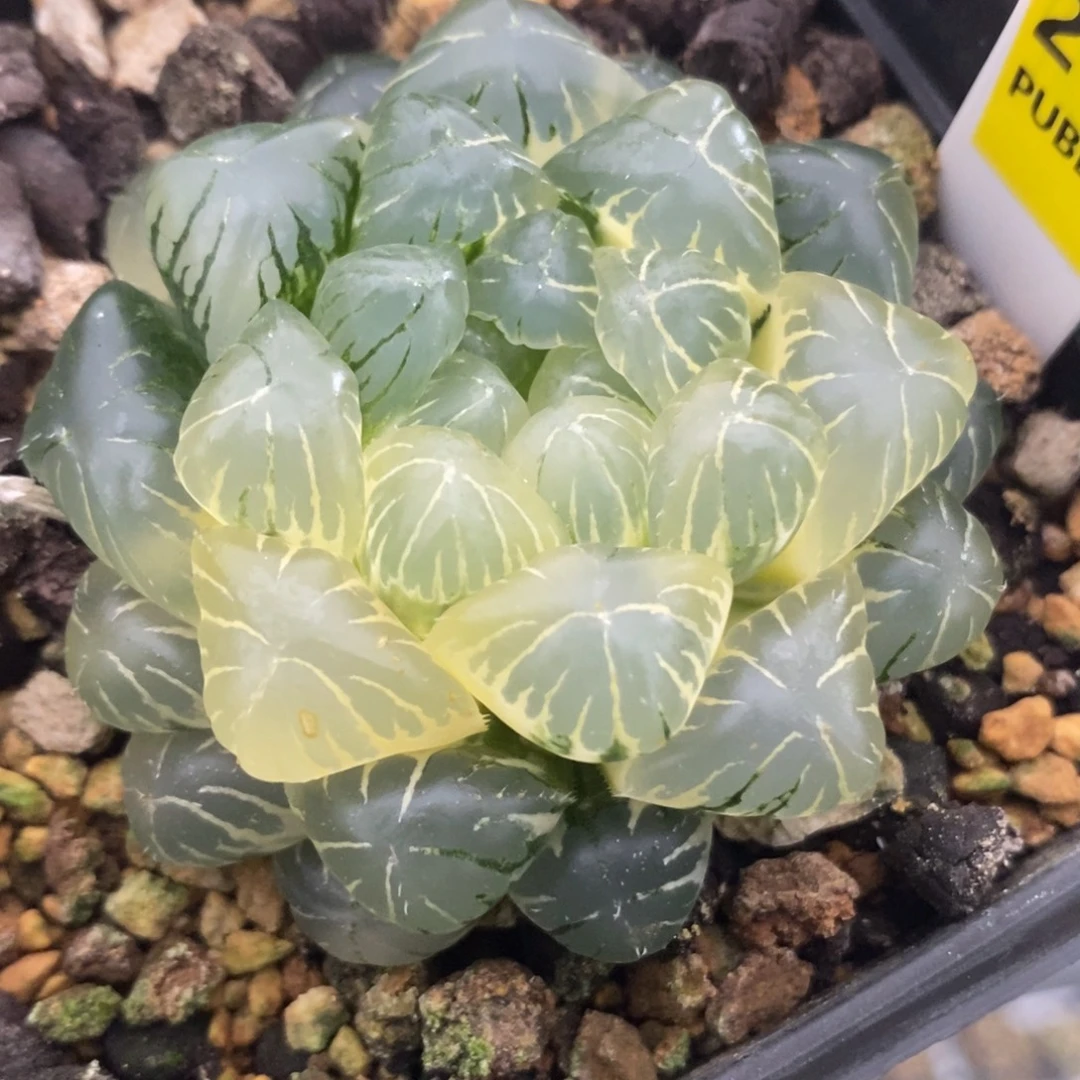 211糊斑湖水玉露锦