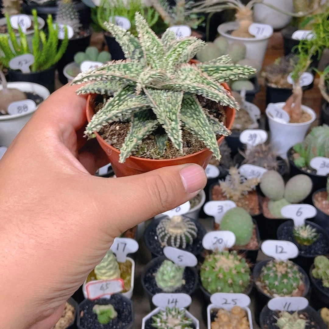 圣诞芦荟一物一拍