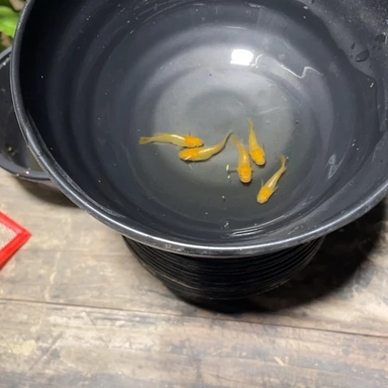 青鳉鱼观背青鳉黄金玳瑁