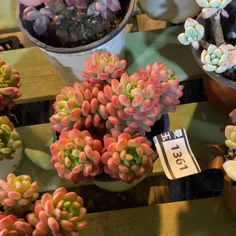 【闪购商品】花可爱多1361