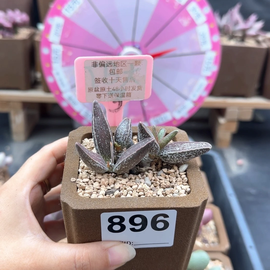 吃***鱼896花肌楞叶多肉植物