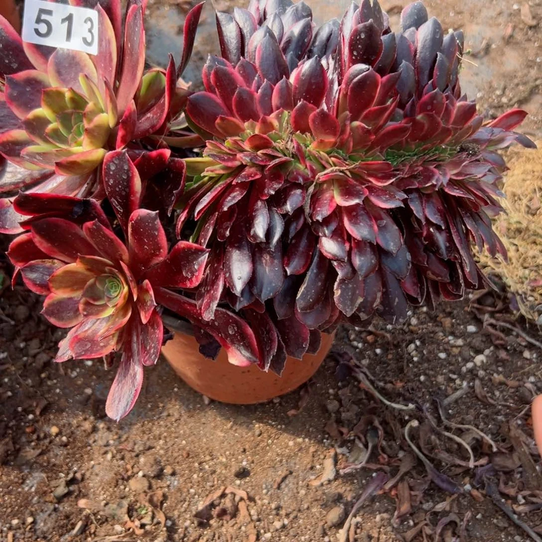 513 号多肉法师植物