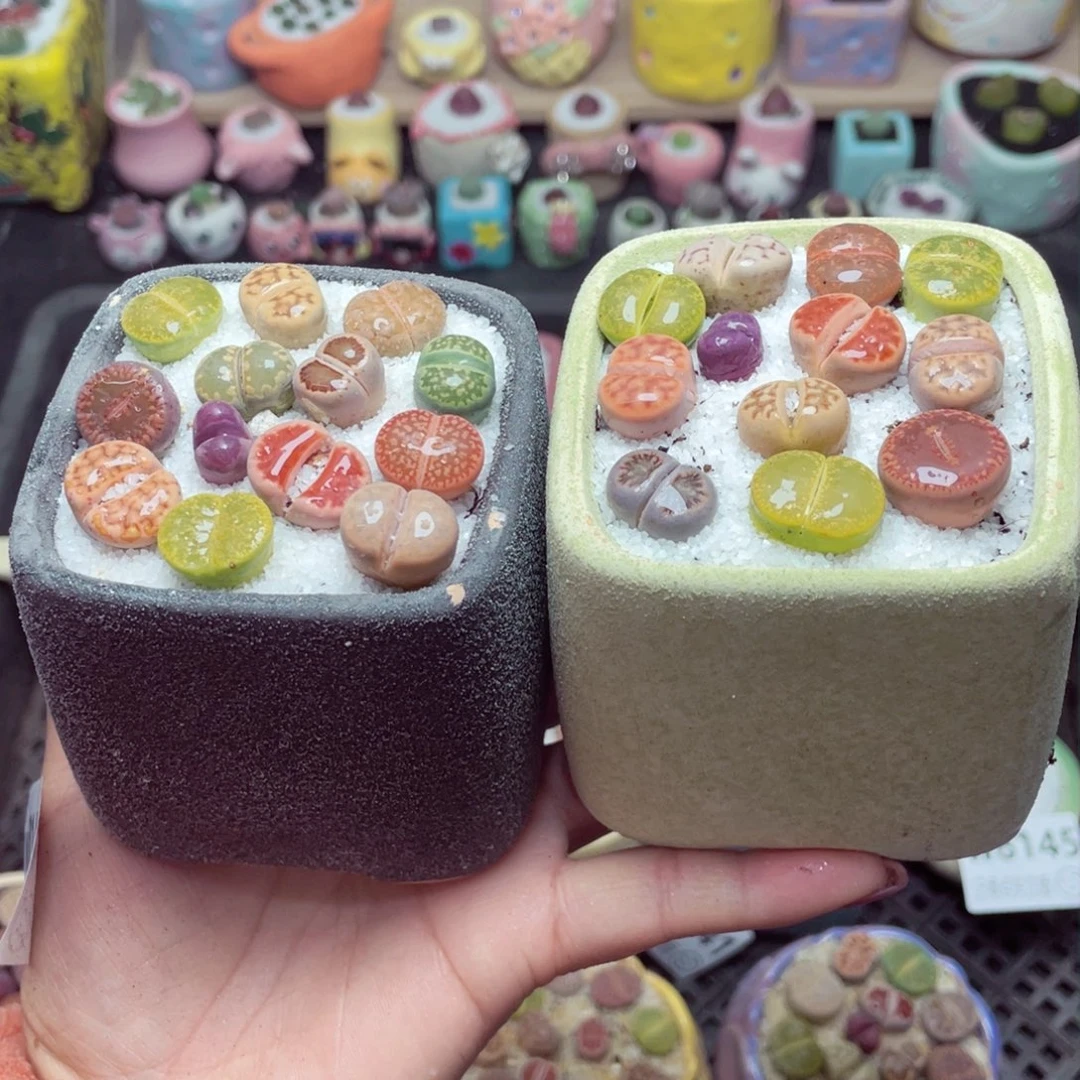 w8144 带盆土发货-零下地区拍保温箱