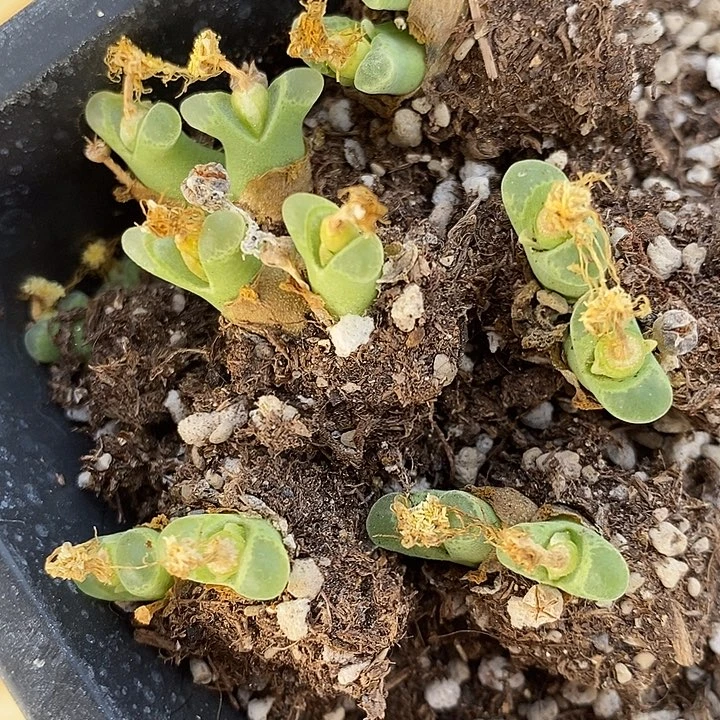 双头奶瓶风铃8颗。