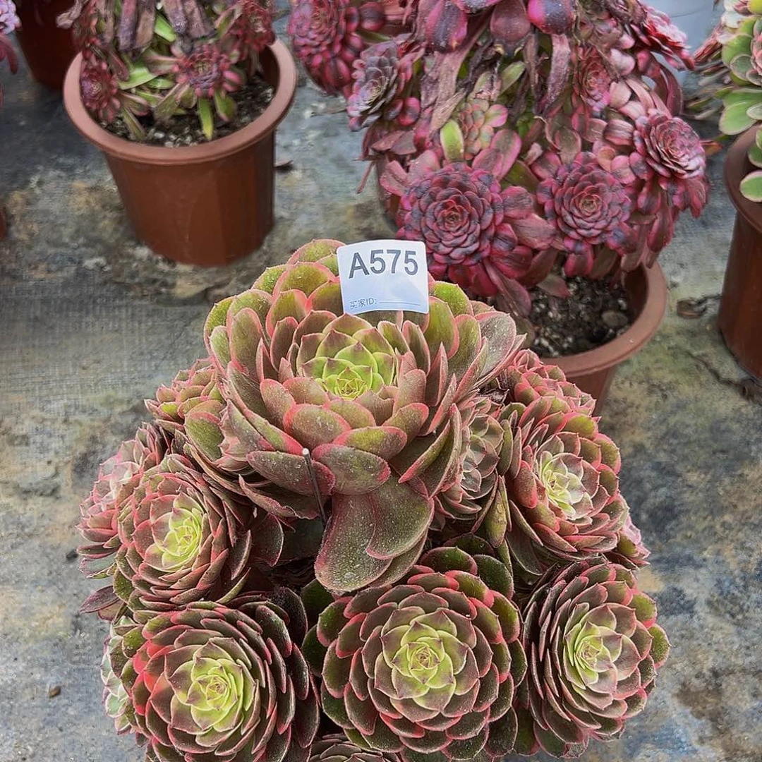 无花朵英*575粉花妖