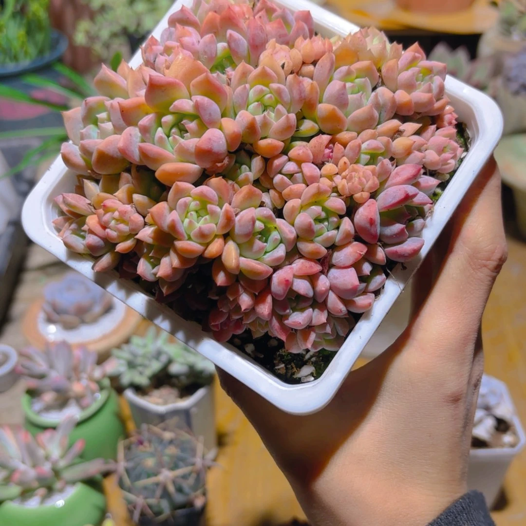 霜花新疆包邮10cm福利