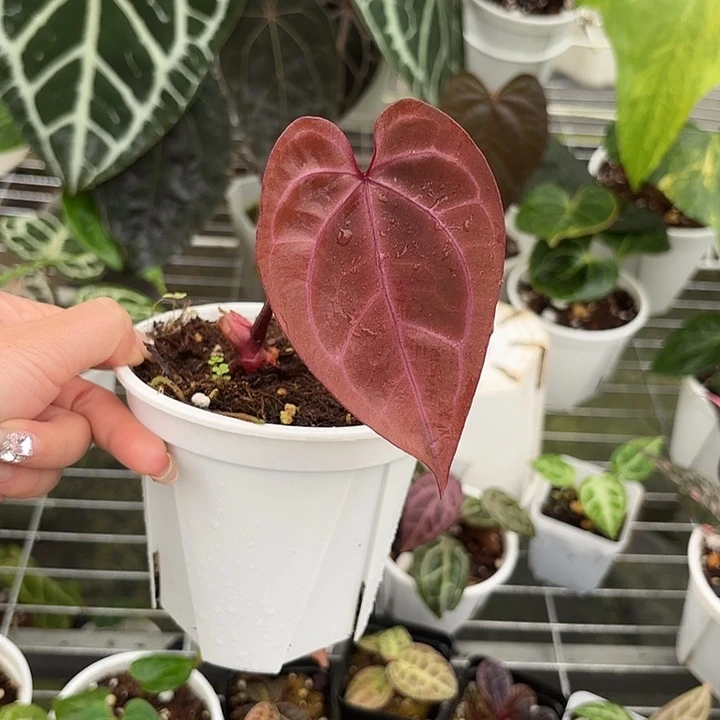 完全开放紫水晶11111