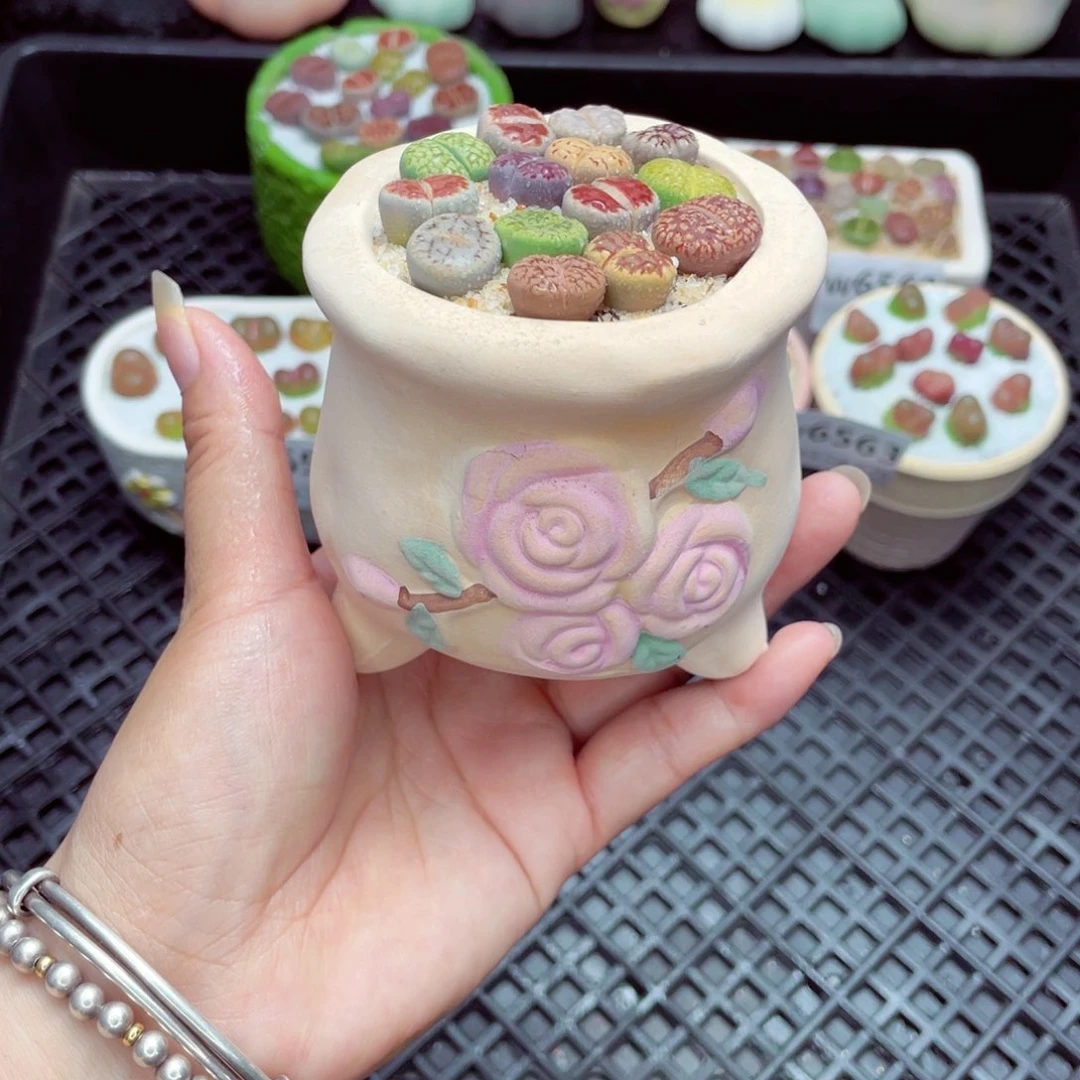 w6564 带盆土发货一物一拍