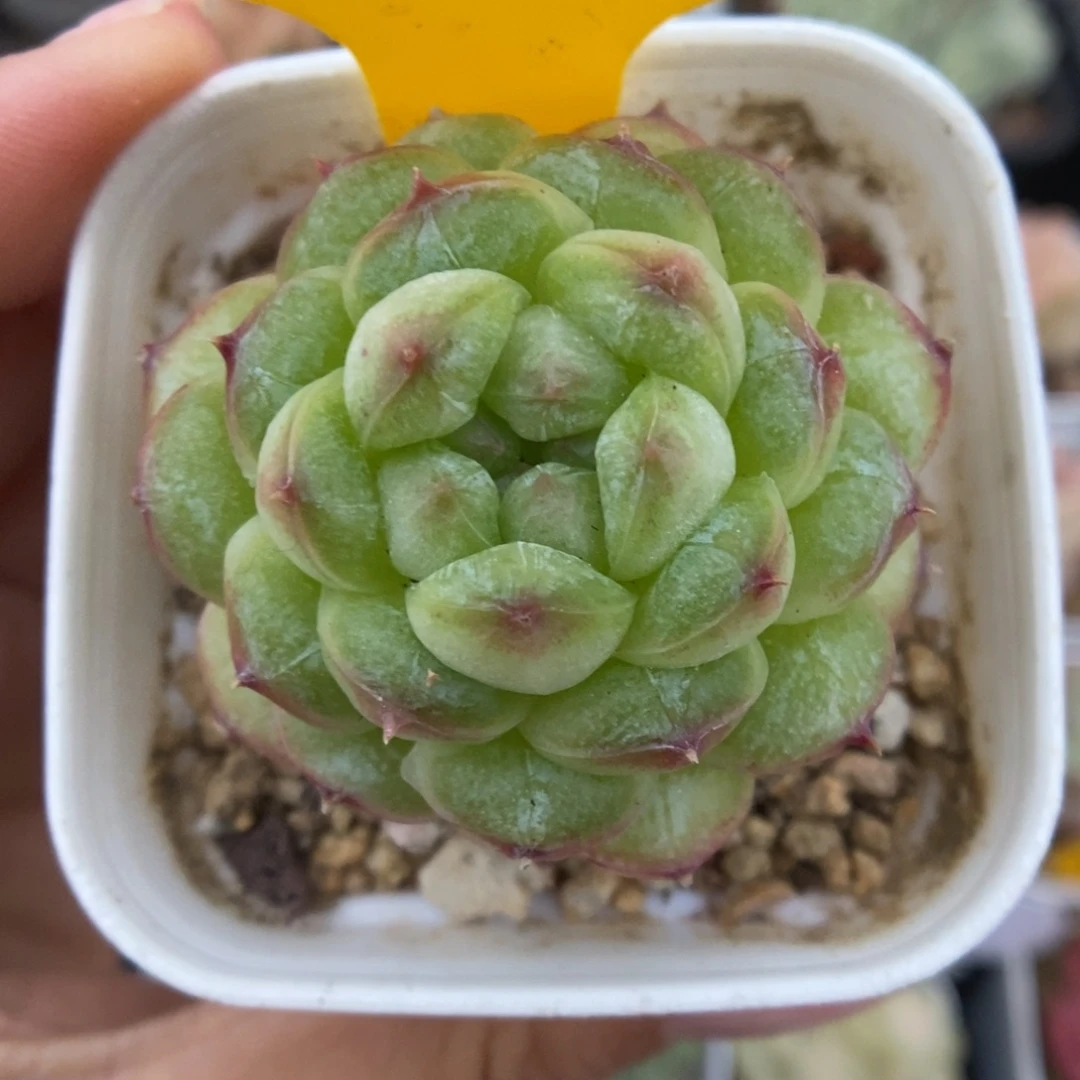 绿泡泡珍妮可拍934号