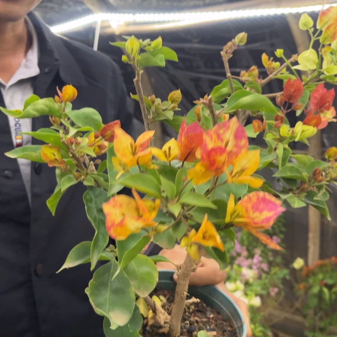 完全开放（飞鱼）三角梅会落花落叶会光杆苗有大有小