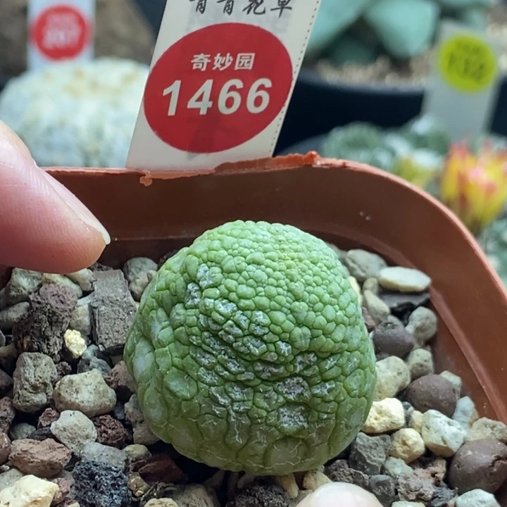 实生凝蹄玉侧面有斑3cm
